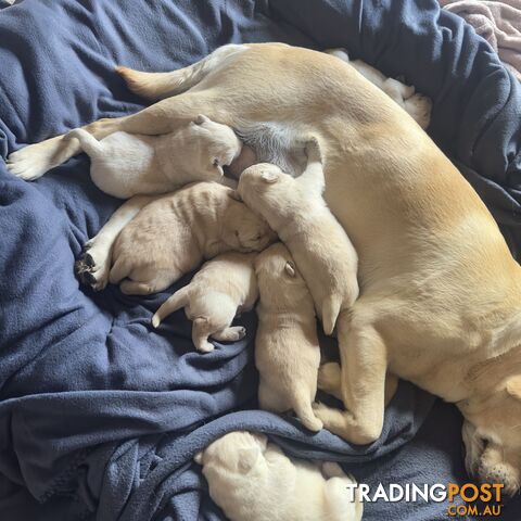 Labrador puppies