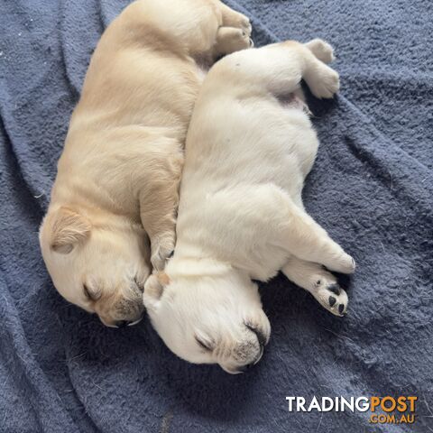 Labrador puppies