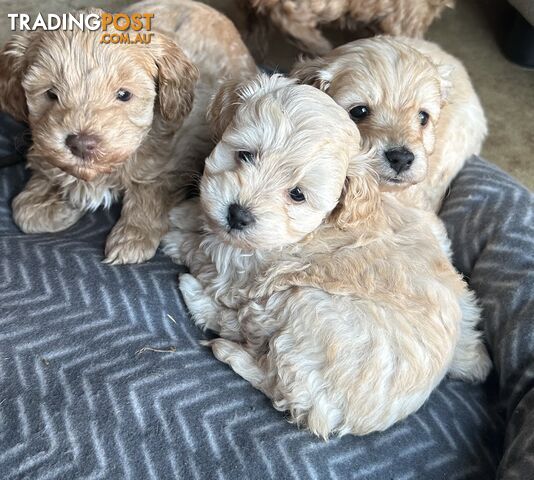 Toy Poodle Puppies for Sale