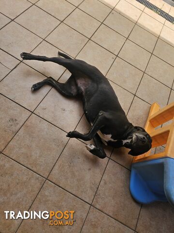Catahoula Leopard Dog - photo 3 of 13