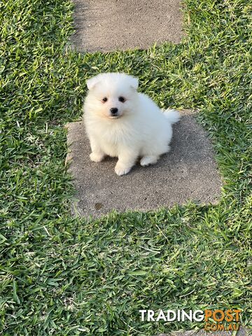 Purebred Japanese Spitz Puppies for Sale