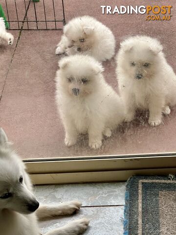 Purebred Japanese Spitz Puppies for Sale