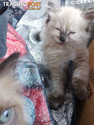 6 Ragdoll X Scottish fold/Persian kittens ready!