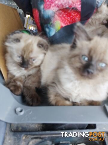 6 Ragdoll X Scottish fold/Persian kittens ready!