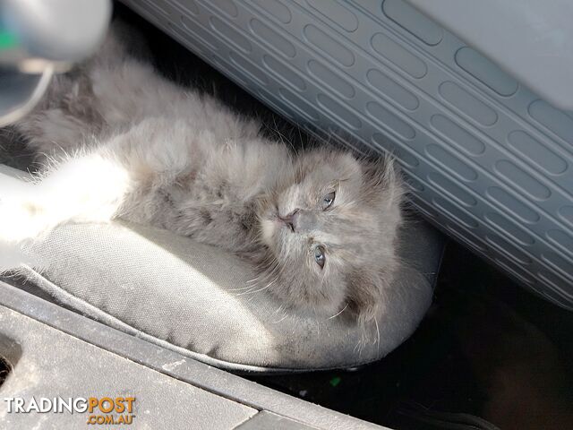 6 Ragdoll X Scottish fold/Persian kittens ready!