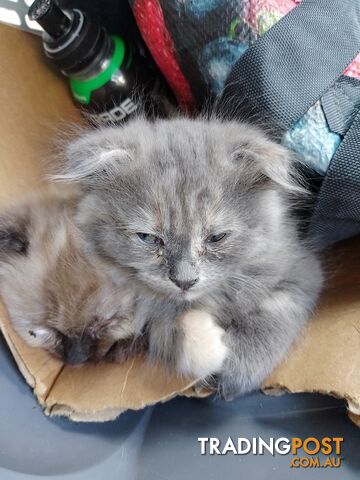 6 Ragdoll X Scottish fold/Persian kittens ready!