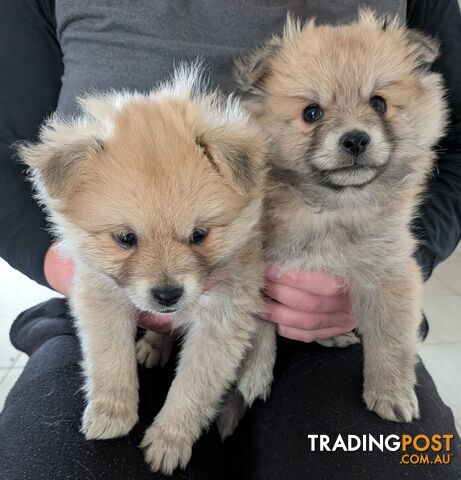 2 Male Pomeranian puppies soft and cuddly 9 weeks for sale