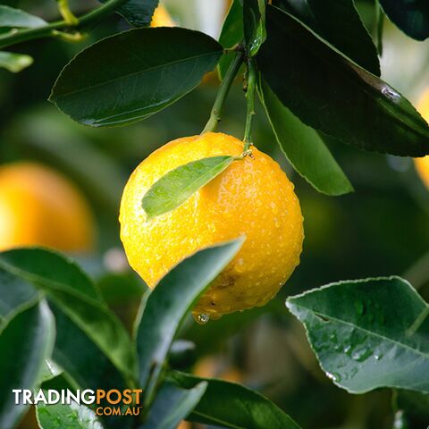 Lemon Essential Oil - Green Living Australia - MPN: 3105-ALL