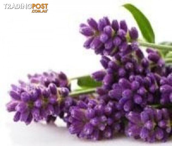 Lavender Flowers - 50 grams - Green Living Australia - MPN: 1526