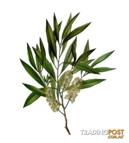 Tea Tree Essential Oil - Green Living Australia - MPN: 1537-ALL