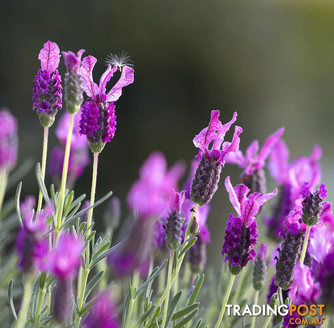 Lavender French Essential Oil - Green Living Australia - MPN: 3644-ALL