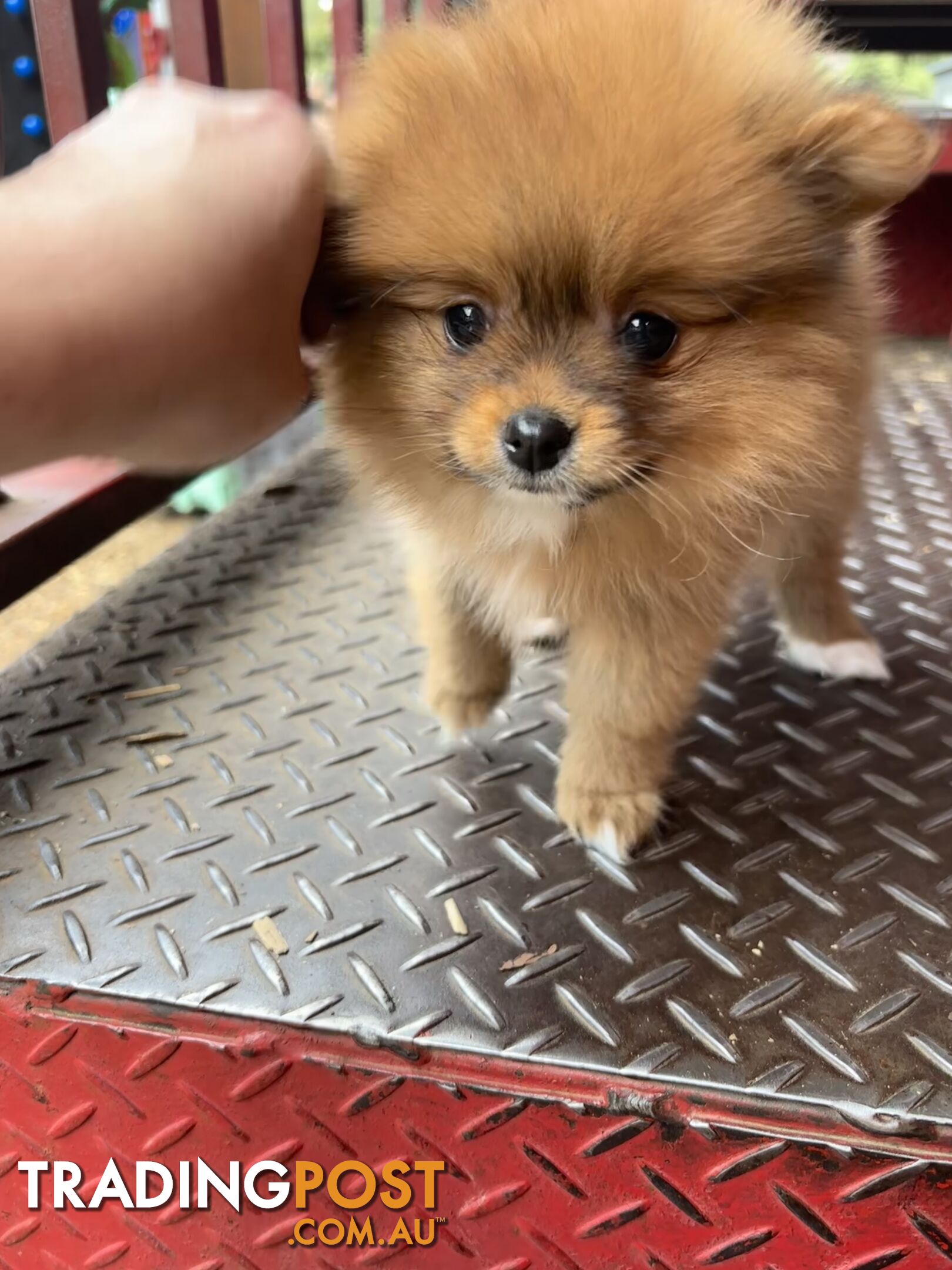 SOLD - Teacup Pomeranian Gorgeous Girl orange -Pedigrees with cert - SOLD
