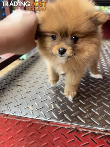 Teacup Pomeranian Gorgeous Girl orange - Pedigrees with cert