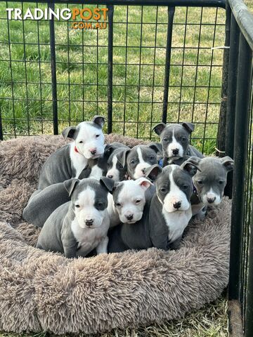 Pure bred American blue staffys