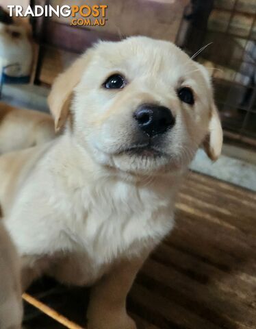 16 Labrador Retriever Puppies in Australia