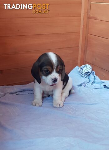 Adorable male Beaglier puppies ( Beagle x Cavalier King Charles )