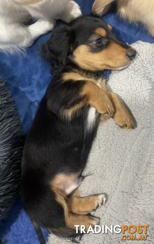 Miniature Dachshund Puppy