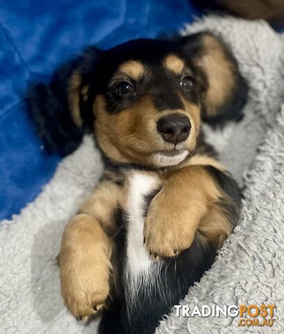 Miniature Dachshund Puppy