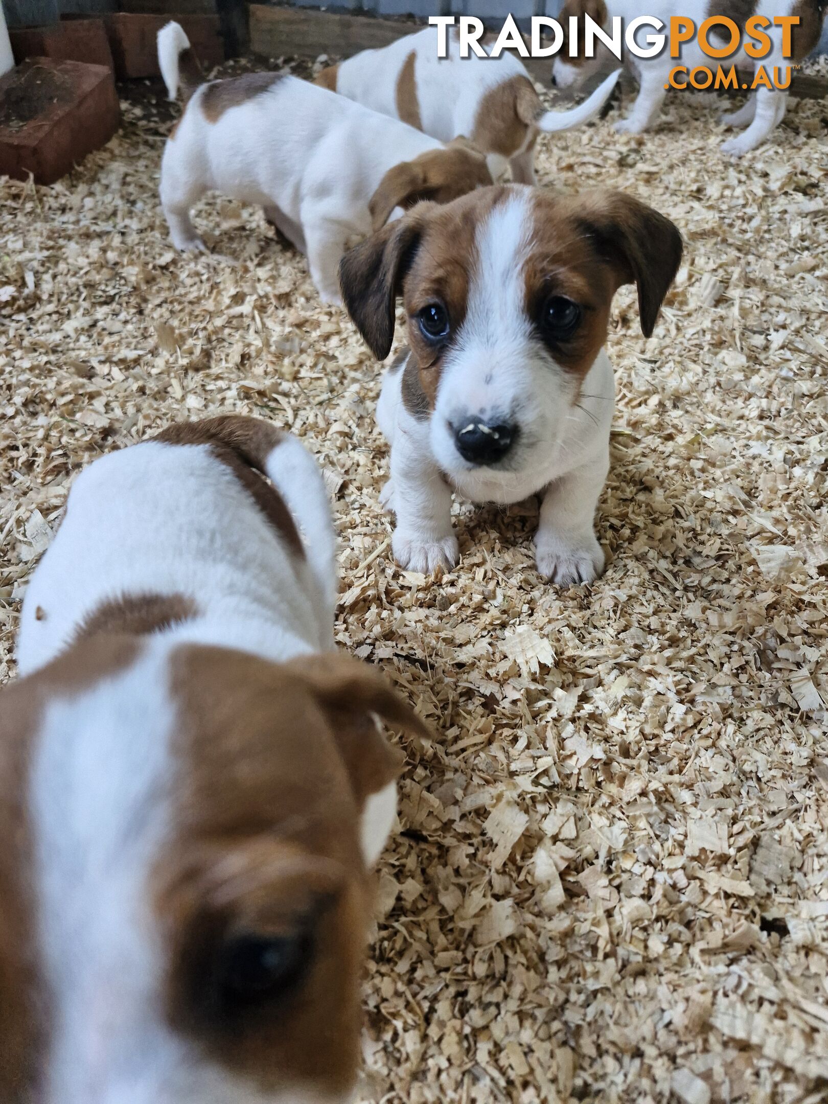 Jack Russell Puppies for Sale!