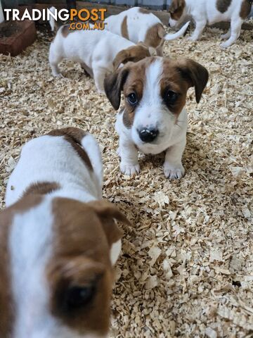 Jack Russell Puppies for Sale!