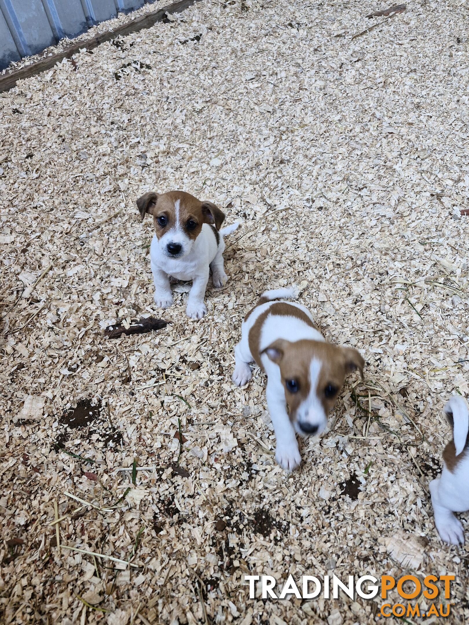 Jack Russell Puppies for Sale!