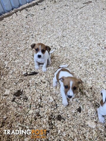 Jack Russell Puppies for Sale!