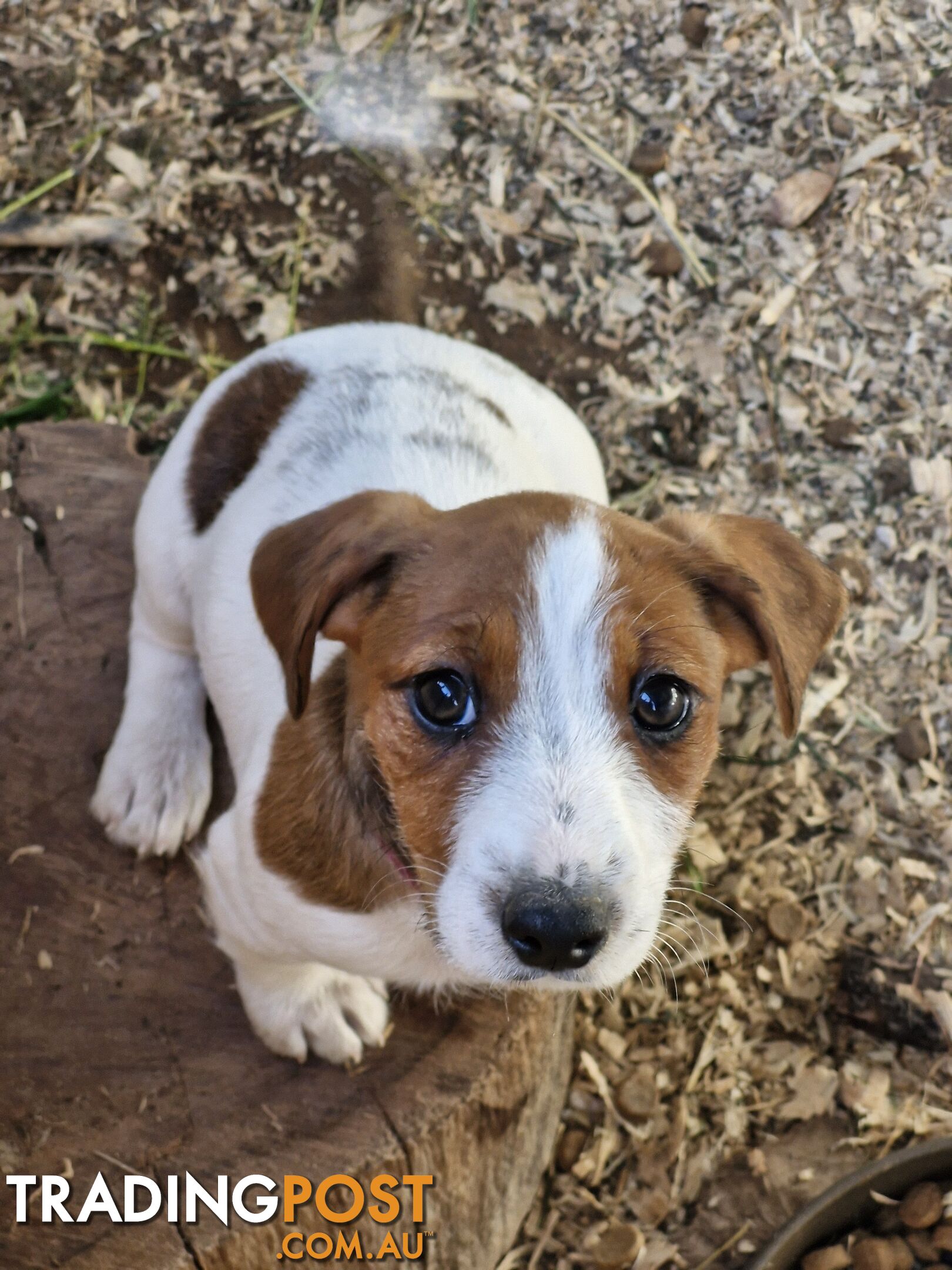 Jack Russell Puppies for Sale!