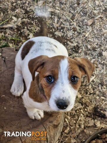 Jack Russell Puppies for Sale!