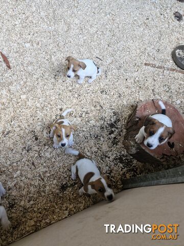 Jack Russell Puppies for Sale!