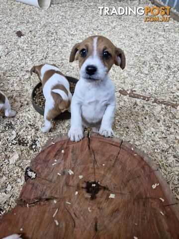 Jack Russell Puppies for Sale!