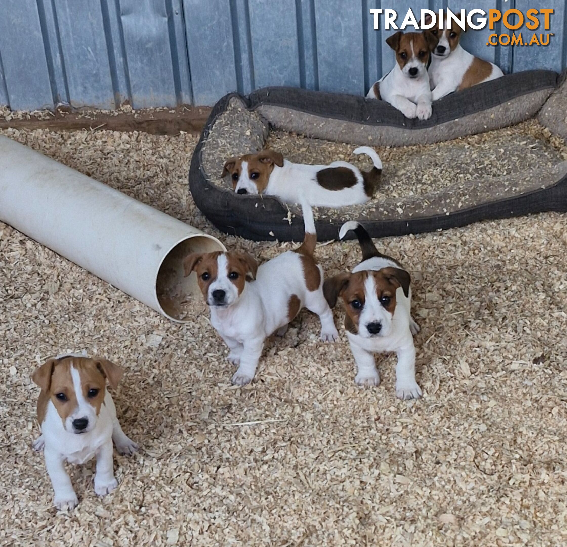 Jack Russell Puppies for Sale!