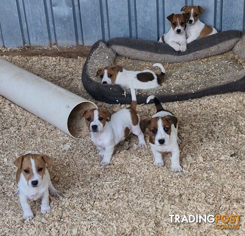 Jack Russell Puppies for Sale!