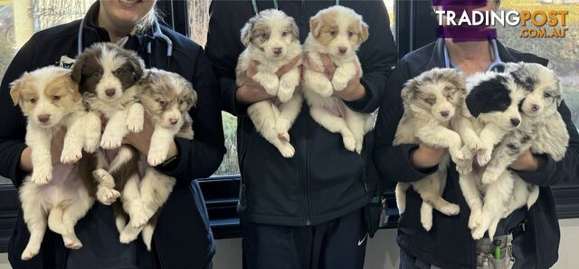 Purebred Border Collie Pups - 3F, 5M - Born 22/05/24