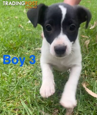 Jack russell puppies for sale sale trading post