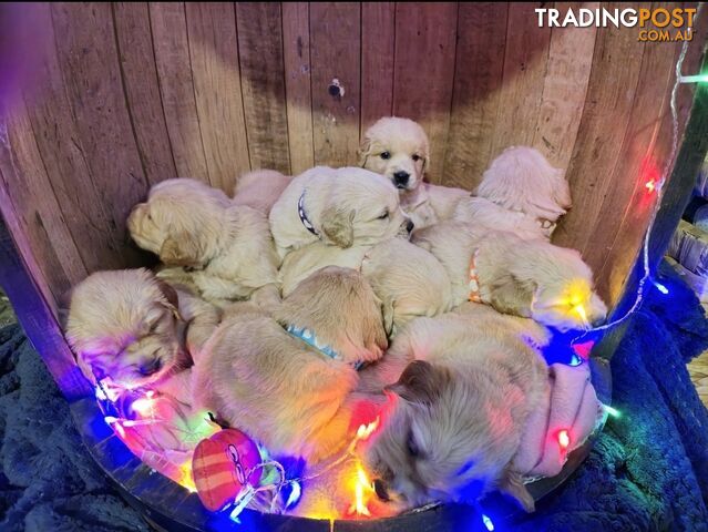 ANKC Dogs Victoria Pedigree Purebred Golden Retriever Puppies