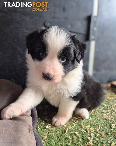 Border Collie Puppies