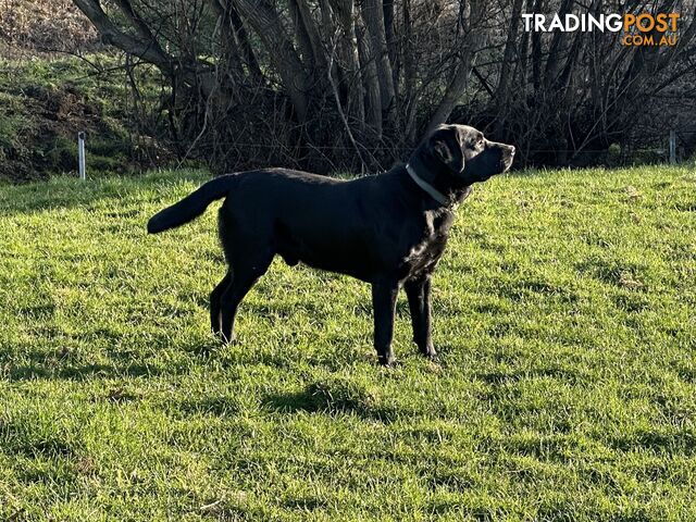 Black Labrador puppies