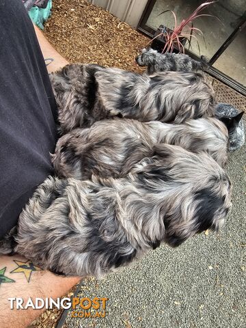 Stunning colourful cavoodles