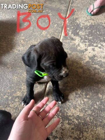 Cane Corso X Neo Bandog