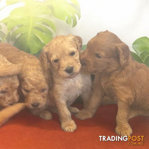 F1B Standard Groodle Puppies (x10) for Sale