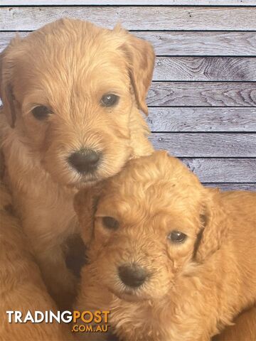 F1B Standard Groodle Puppies (x10) for Sale