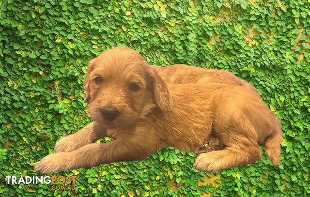 F1B Standard Groodle Puppies (x10) for Sale