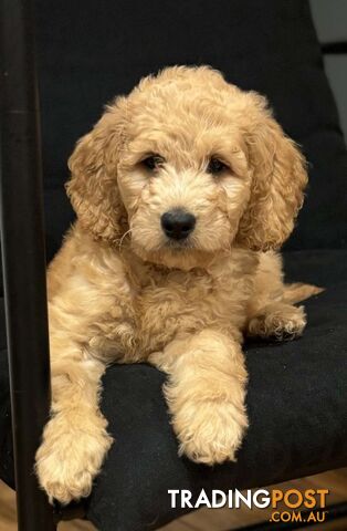 Standard Groodle Puppies (F1B) - ONLY THREE LEFT