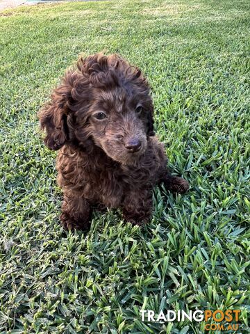 Purebred Miniature Poodles