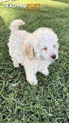 Purebred Miniature Poodles