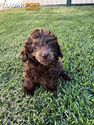 Purebred Miniature Poodles