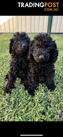 Purebred Miniature Poodles