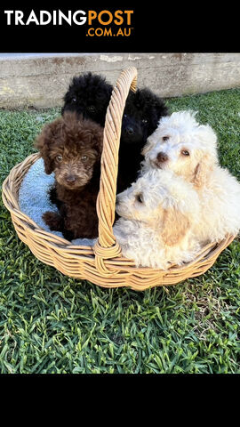 Purebred Miniature Poodles Ready Now