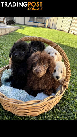 Purebred Miniature Poodles Ready Now