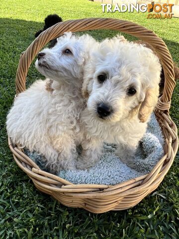 Purebred Miniature Poodles Ready Now